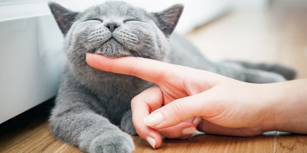 Tips for new cat owner