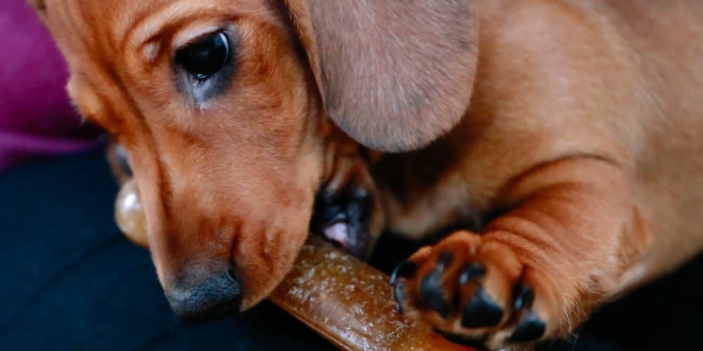 5 ways to keep your dachshund entertained during the quarantine