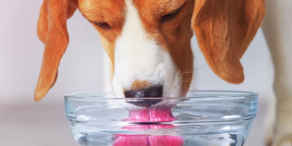 Sinais de que seu cão precisa de água