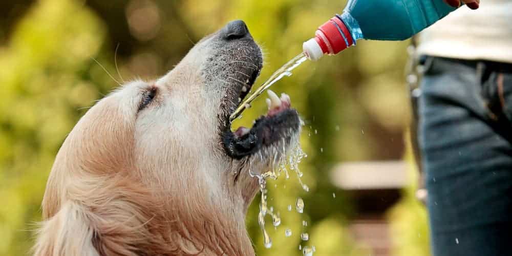 Sinais de que seu cão precisa de água