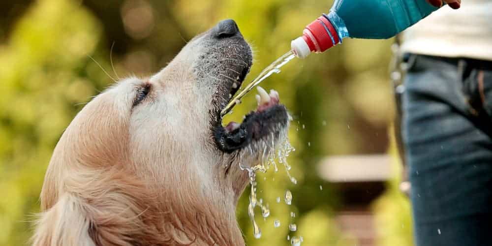 Signs Your Dog Needs Water