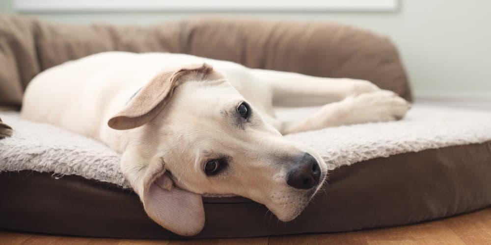 Sinais de que seu cão precisa de água