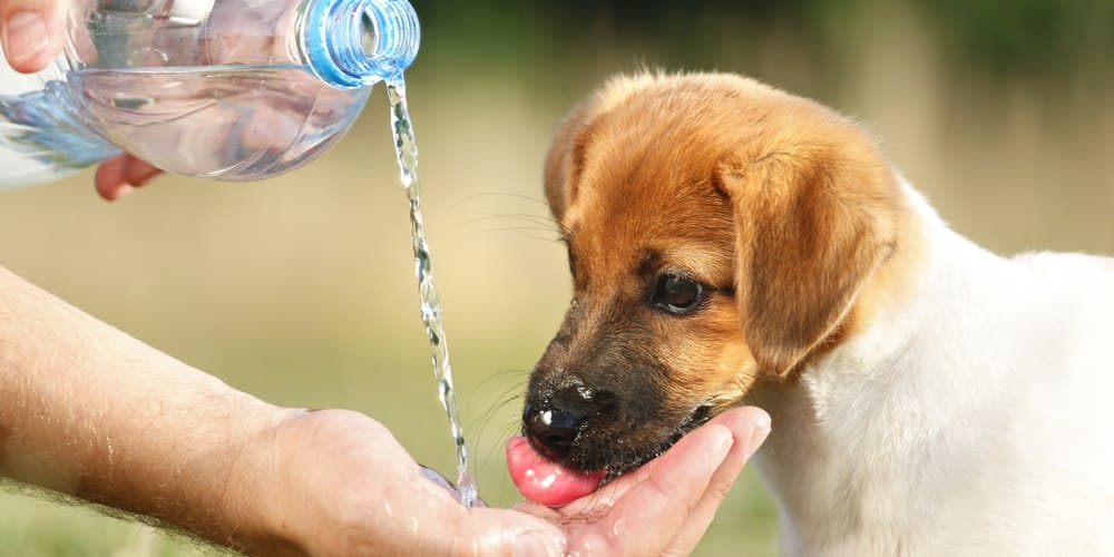 Sinais de que seu cão precisa de água