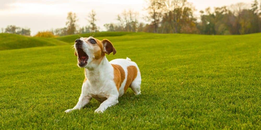 Signs your dog is bored