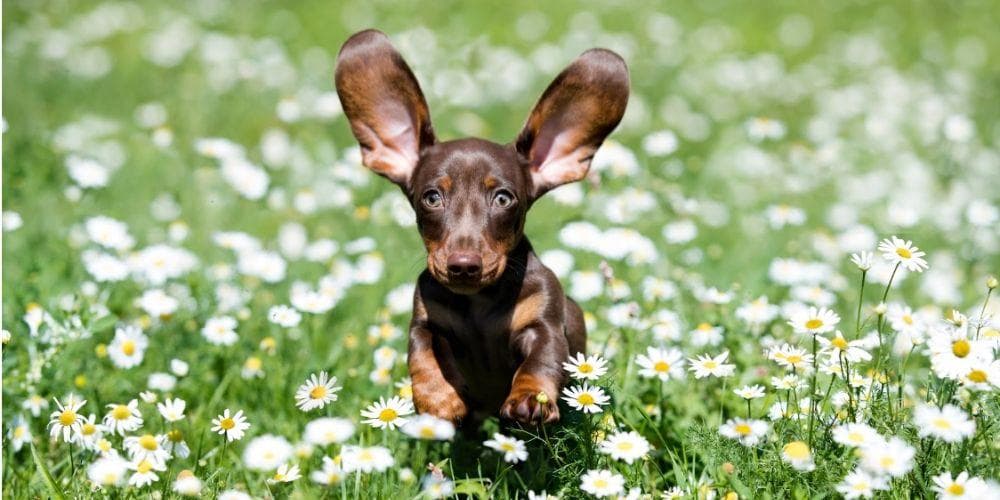 Dachshund Puppy Starter Pack