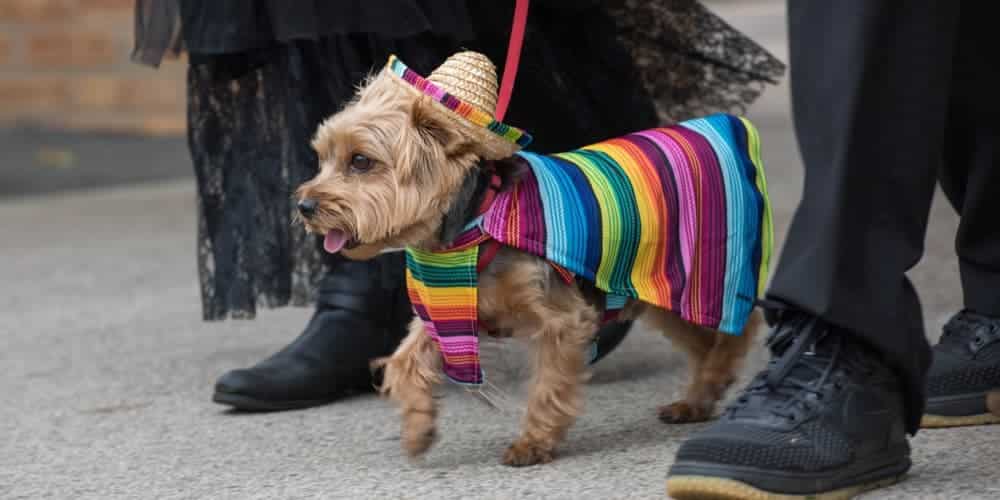 Turning A Cinco De Mayo Fiesta Into A Pawty