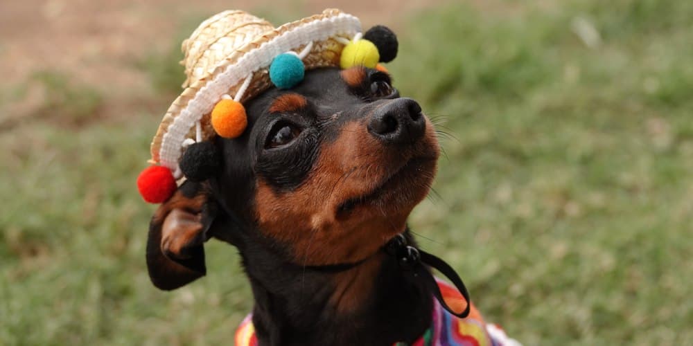 Turning A Cinco De Mayo Fiesta Into A Pawty