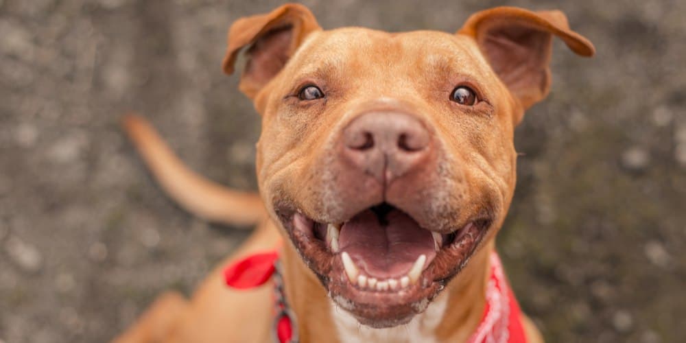 Top reasons why you should not get a pit bull!