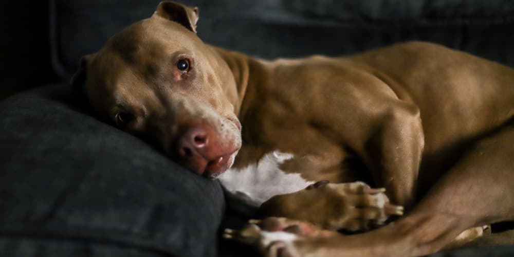 Top reasons why you should not get a pit bull!