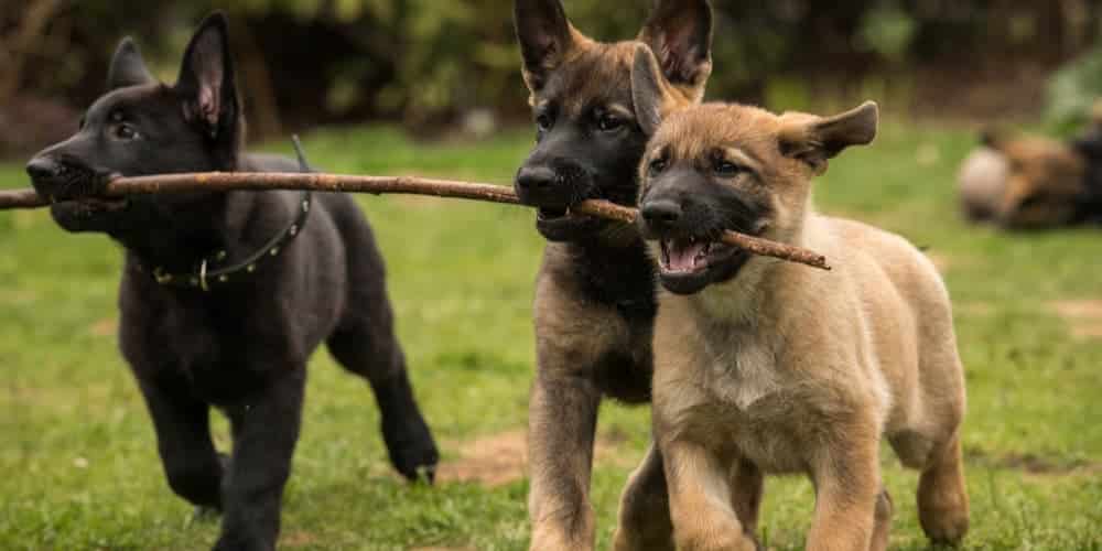 Why dogs get sticks