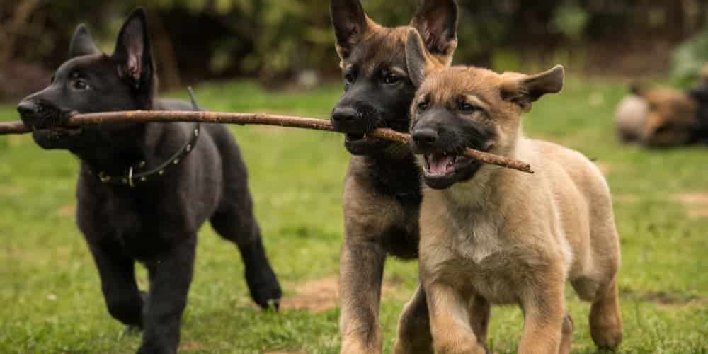 Why Dogs Get Sticks