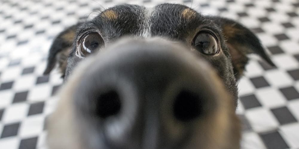 How Strong Is A Dogs Nose?