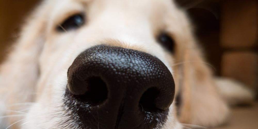 How strong is a dogs nose?