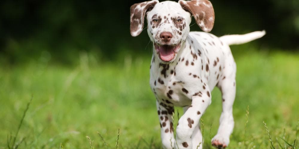 Preocupado que seu cão é muito magro?