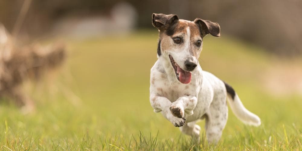 Preocupado que seu cão é muito magro?