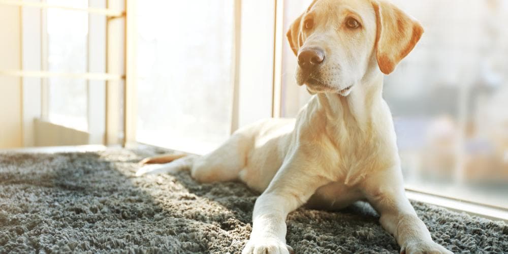 Preocupado que seu cão é muito magro?