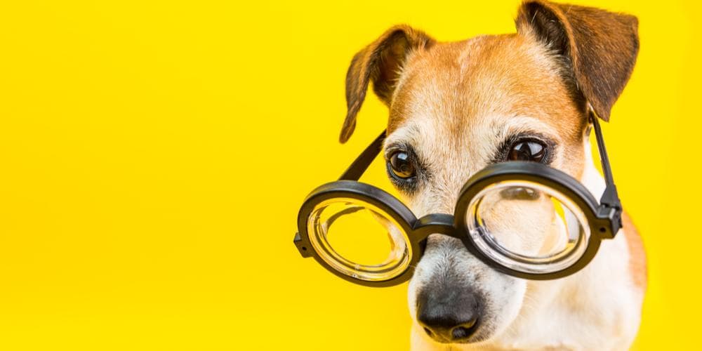 Should your dog wear sunglasses in summer?