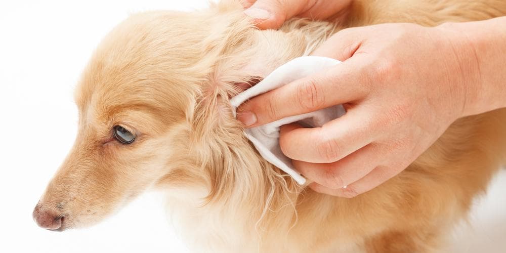 How do you know if your dog is grooming his self properly?