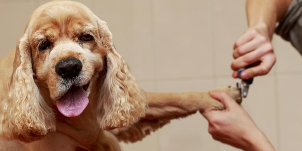 How do you know if your dog is grooming his self properly?