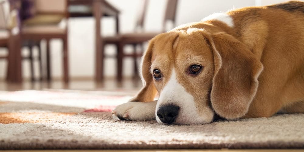 Why your dog misses you from work