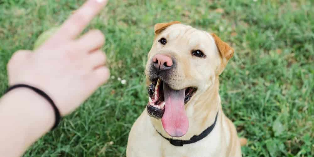 Best way to teach your dog tricks