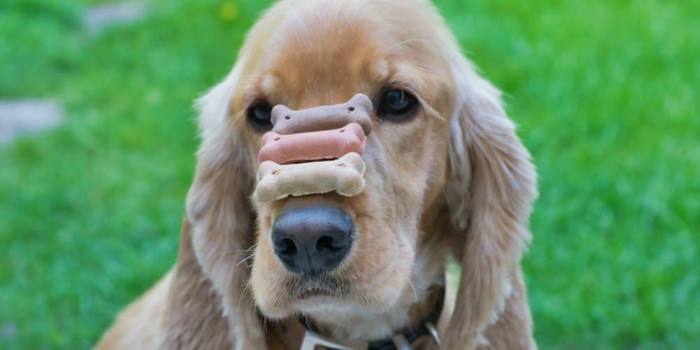 Best way to teach your dog tricks