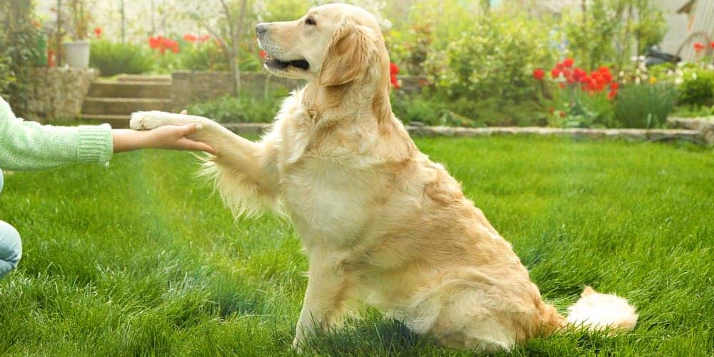 Best way to teach your dog tricks