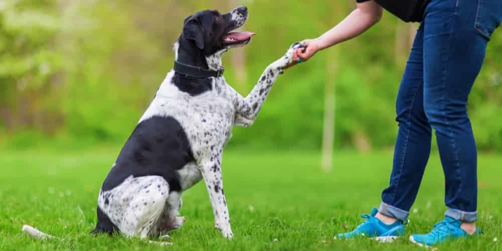 How to safely play with your dog