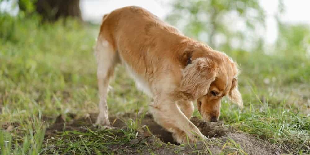 Why do dogs dig holes