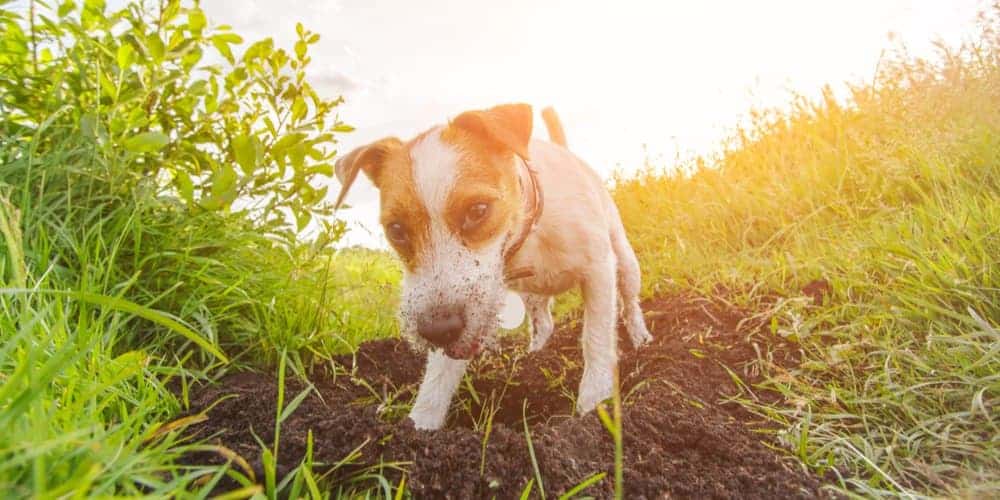 Why do dogs dig holes