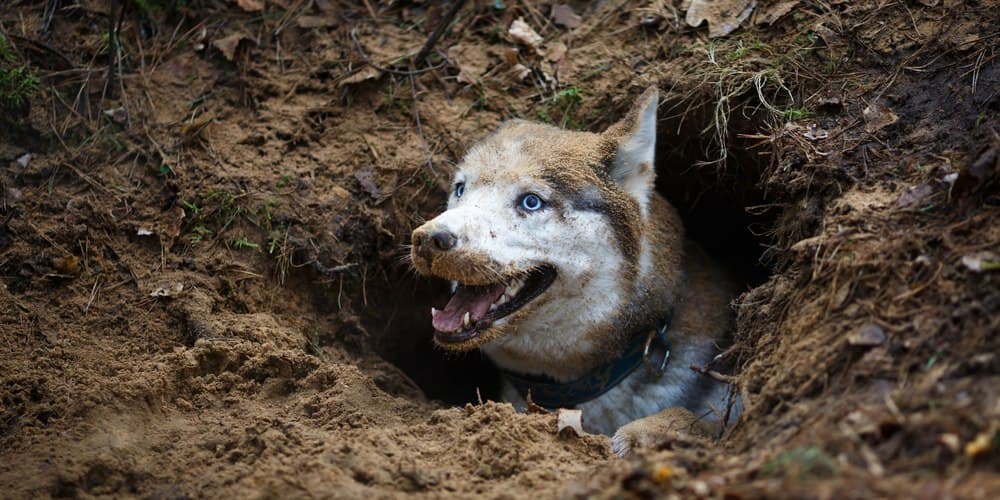 Why do dogs dig holes