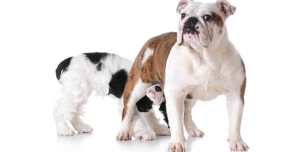 Sniff sniff... Here's why dogs sniff butts!