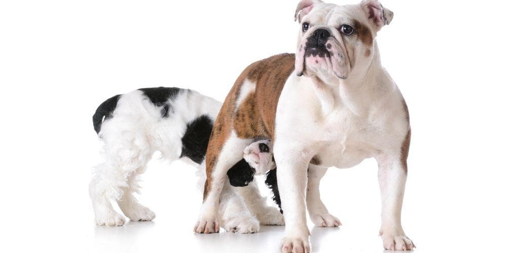 Sniff Sniff…Here’s Why Dogs Sniff Butts!