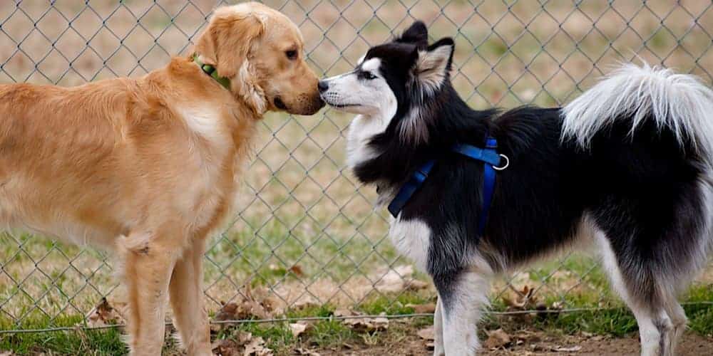 Sniff sniff... Here's why dogs sniff butts!