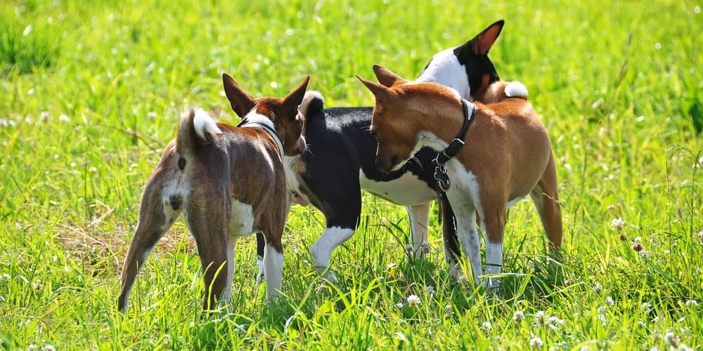 Sniff sniff... Here's why dogs sniff butts!