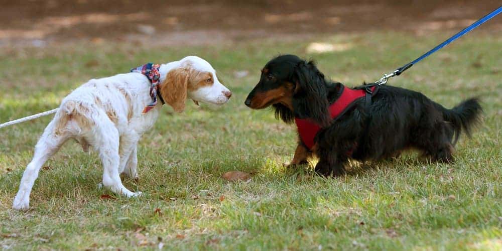 Sniff sniff... Here's why dogs sniff butts!