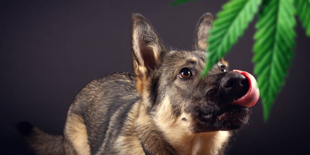 Is weed dangerous to dogs