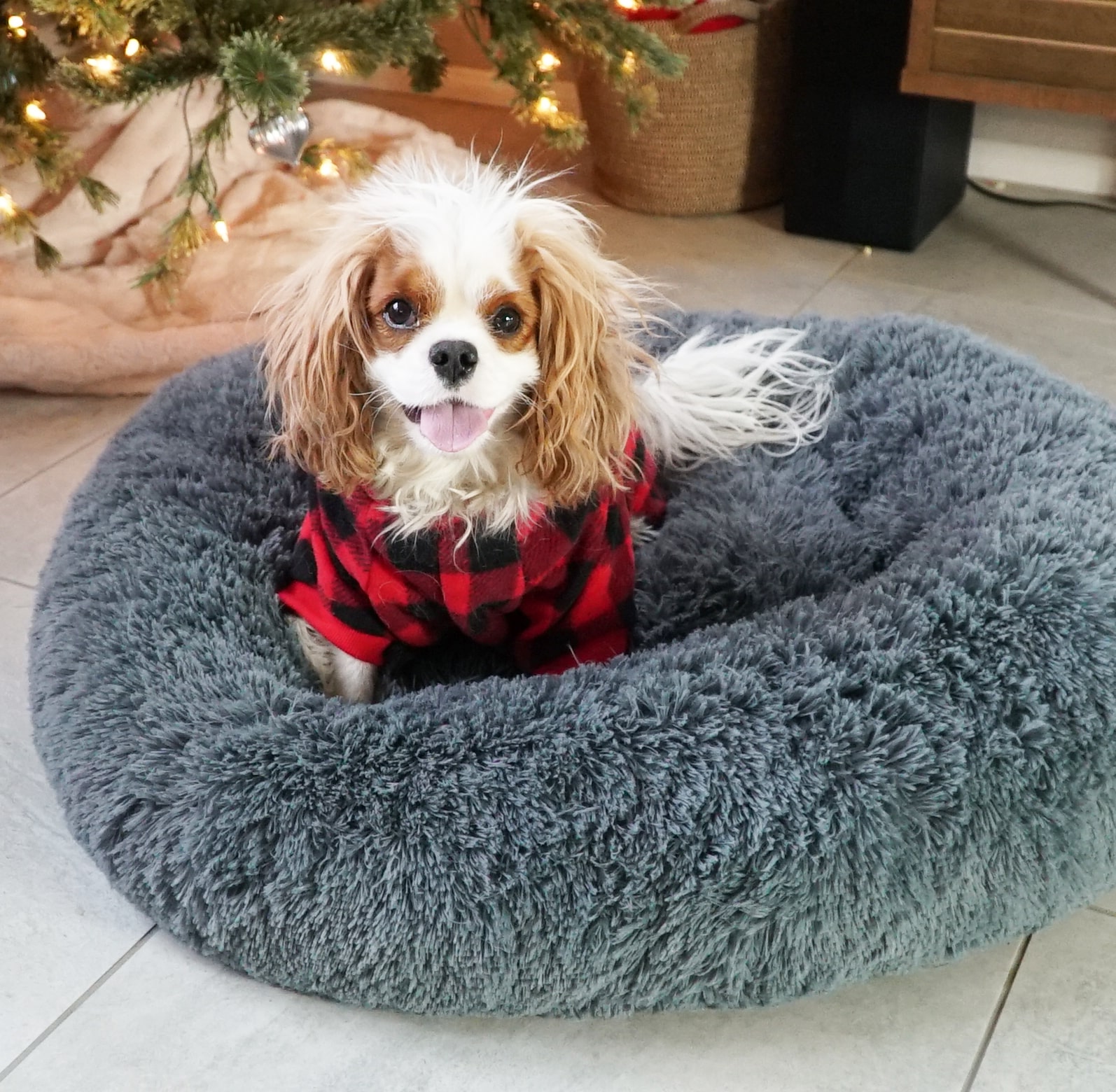 absolute pet bed