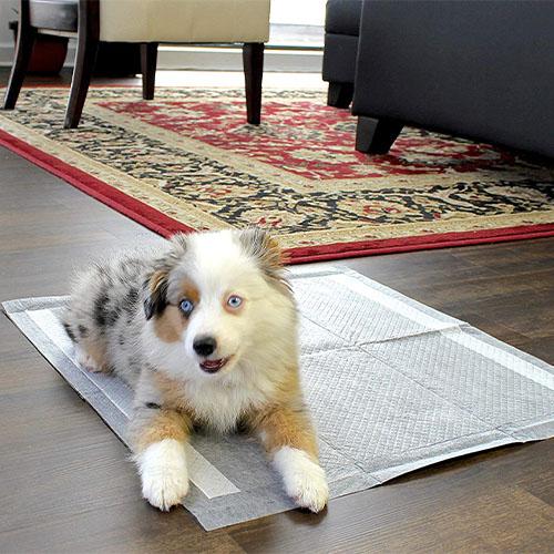 Magic Pee Pads XL Alpha Paw