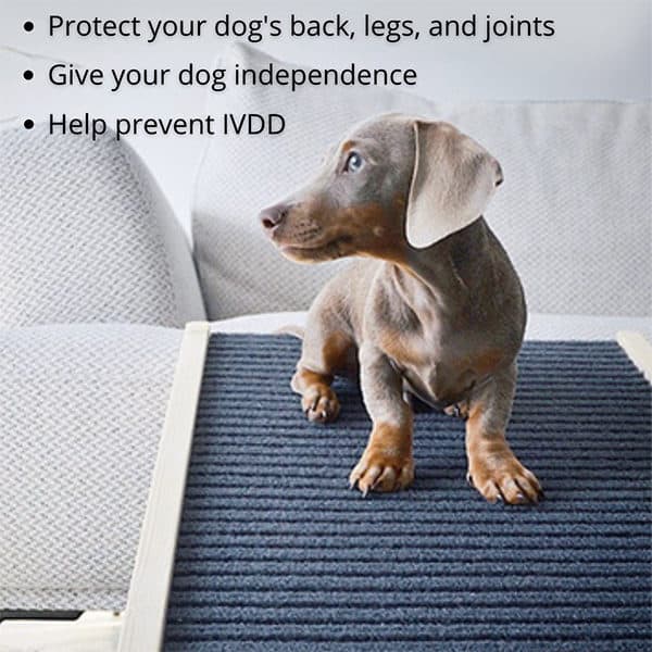 How to train your dachshund to use a dog ramp