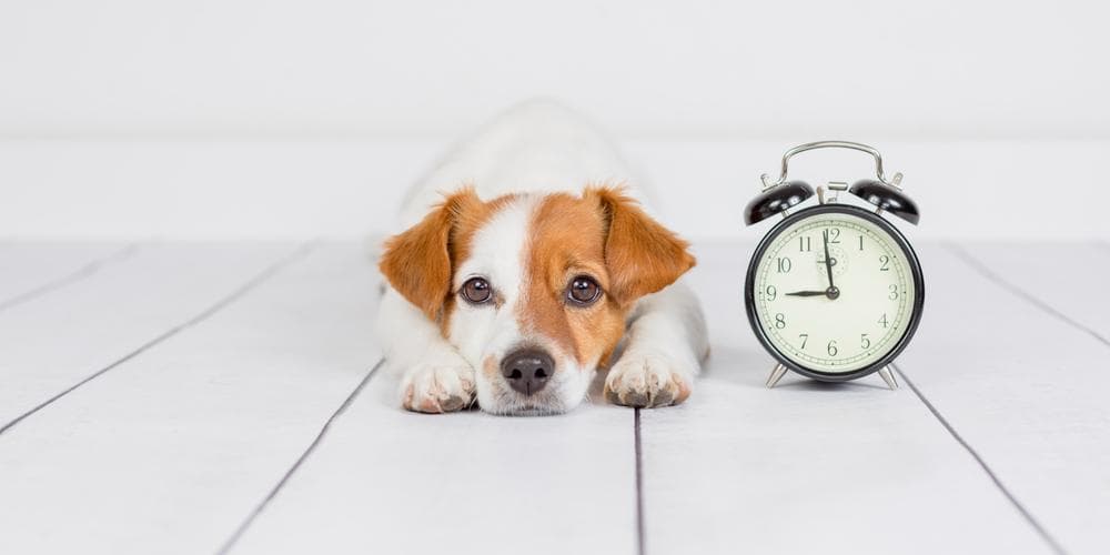 Can Dogs Tell Time?