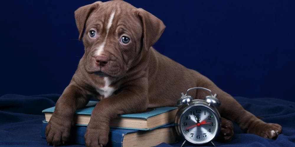 Can dogs tell time?