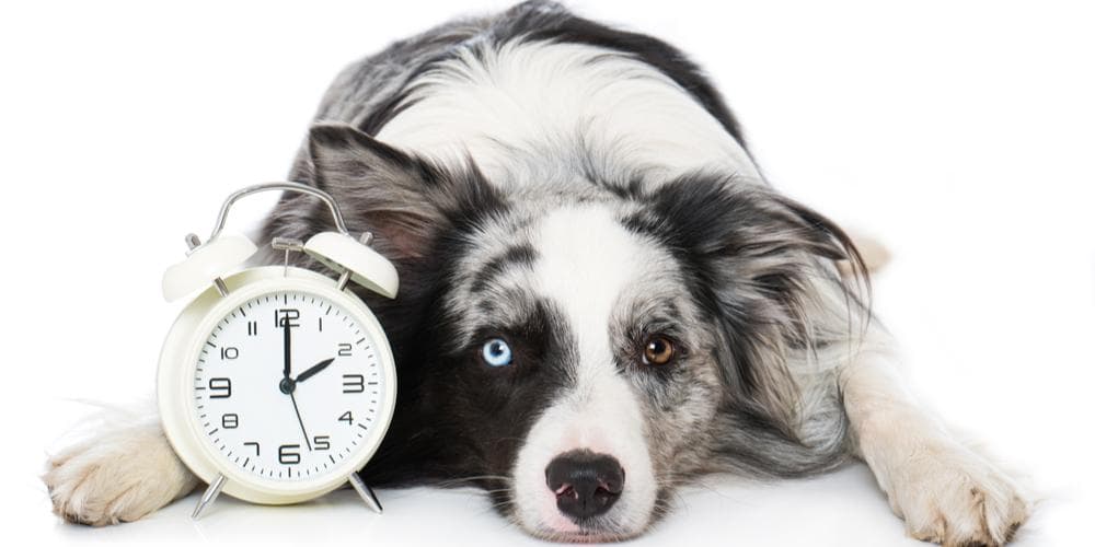 Can dogs tell time?