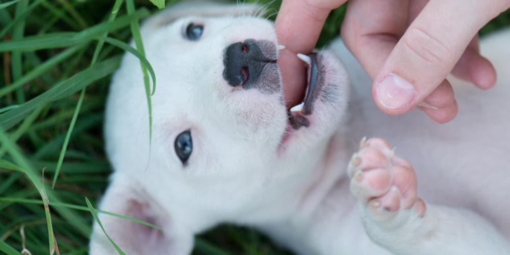 What to do with a teething dog