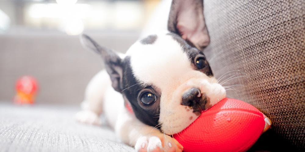 What to do with a teething dog