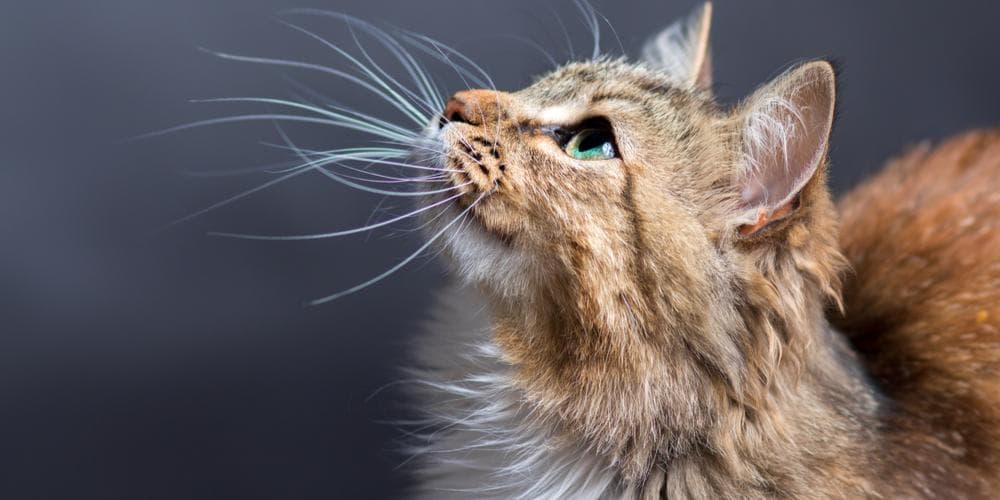 What do cats use their whiskers for?