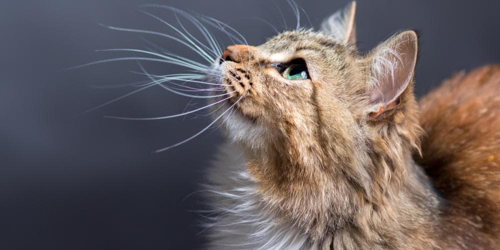 What Do Cats Use Their Whiskers For?