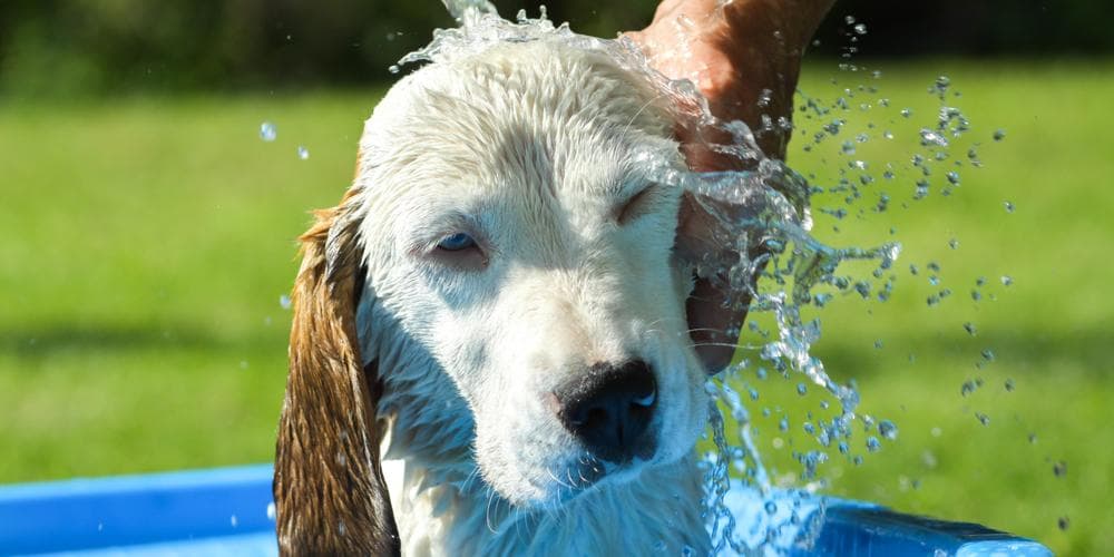 My Dog Hates Baths! What Can I Do!