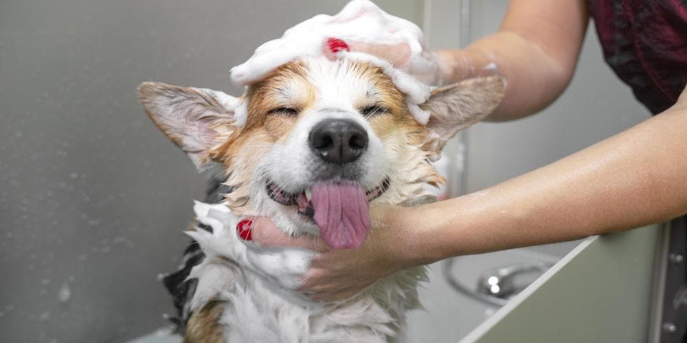 Meu cachorro odeia banho!  O que eu posso fazer!