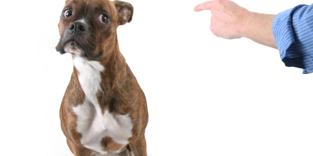 Can dogs understand languages?